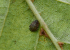 Crypturaphis grassii