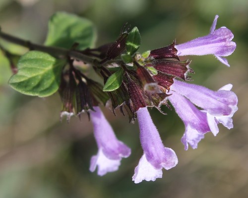 Representative image of Clinopodium menthifolium