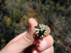 Diplostephium hartwegii