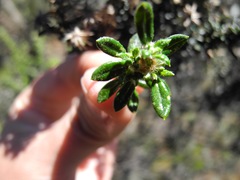 Diplostephium hartwegii