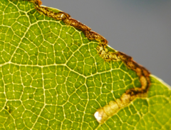 Stigmella glutinosae
