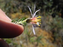 Diplostephium hartwegii