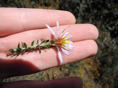 Diplostephium hartwegii