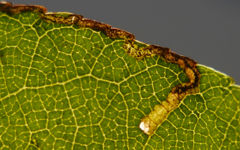 Stigmella glutinosae