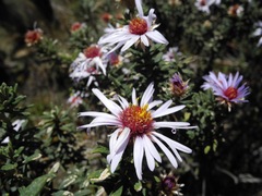 Diplostephium oblanceolatum