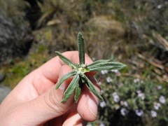 Diplostephium oblanceolatum