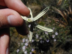 Diplostephium oblanceolatum