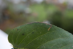 Stigmella glutinosae