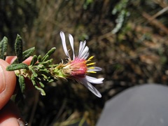 Diplostephium oblanceolatum