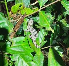 Cyrtodactylus marmoratus