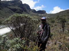 Linochilus floribundus