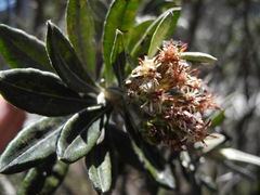 Linochilus floribundus
