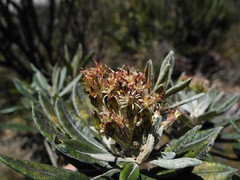 Linochilus floribundus