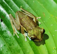 Boana nympha
