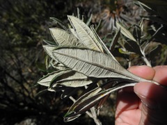 Linochilus floribundus