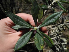 Linochilus floribundus