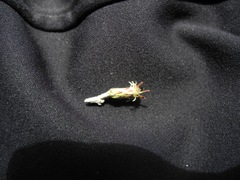 Linochilus floribundus