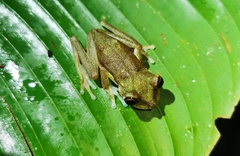Boana nympha