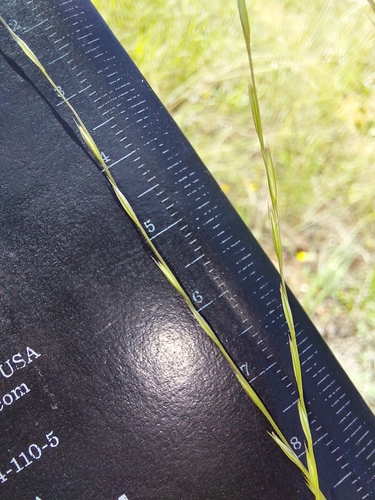 Image of Rolling Grass (Trichoneura grandiglumis) by (c) Manuel R Popp, some rights reserved (CC BY)