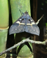 Ischyja inferna