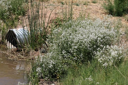 broadleaved pepperweed