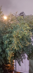 Ziziphus jujuba