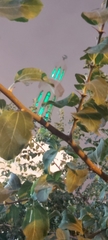 Ziziphus jujuba