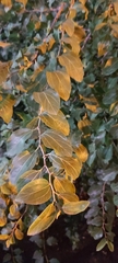 Ziziphus jujuba