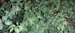 Ziziphus jujuba