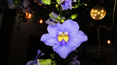 Thunbergia laurifolia