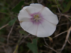 Convolvulus scammonia
