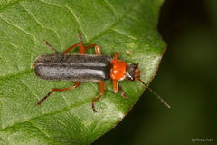 Cantharis flavilabris