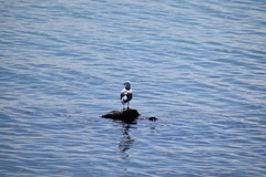 Chroicocephalus hartlaubii
