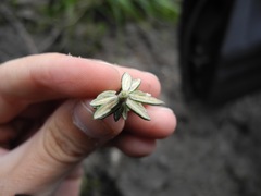 Diplostephium hartwegii