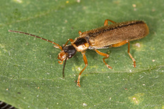 Rhagonycha nigrosuta