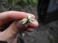 Diplostephium hartwegii