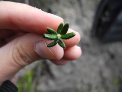 Diplostephium hartwegii
