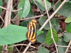 Lasippa camboja