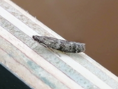 Eurythmia angulella