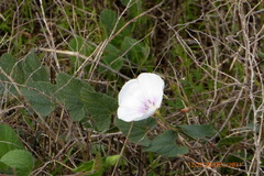 Convolvulus scammonia