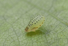 Crypturaphis grassii