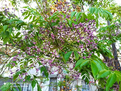 Melia azedarach