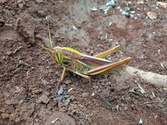 Chondracris