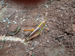 Chondracris
