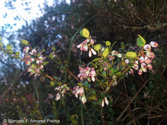 Vaccinium floribundum