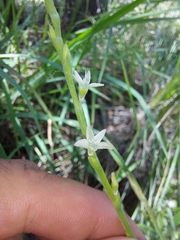 Oxygonum dregeanum