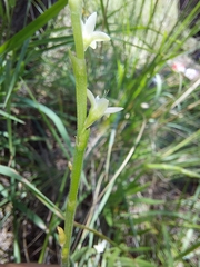 Oxygonum dregeanum