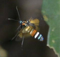 Euchromia lethe