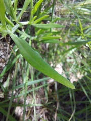 Oxygonum dregeanum