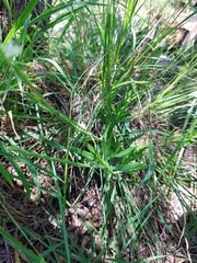 Oxygonum dregeanum